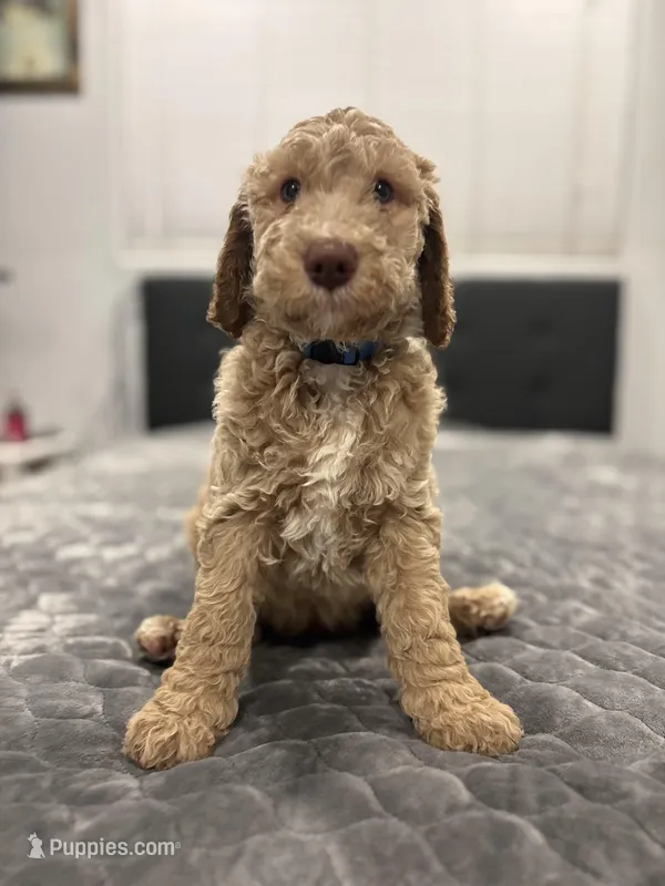 Milo – Labradoodle puppy for sale in San Diego, CA