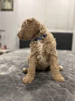 Milo, a male Labradoodle for sale in San Diego, CA – Photo 3 of 4