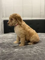 Mia, a female Labradoodle for sale in San Diego, CA – Photo 2 of 4