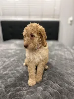 Mia, a female Labradoodle for sale in San Diego, CA – Photo 4 of 4