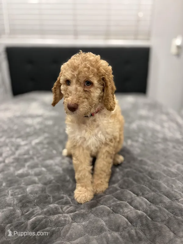Mia – Labradoodle puppy for sale in San Diego, CA