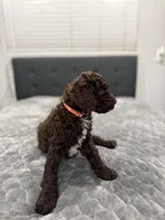 Bailey, a female Labradoodle for sale in San Diego, CA – Photo 2 of 4