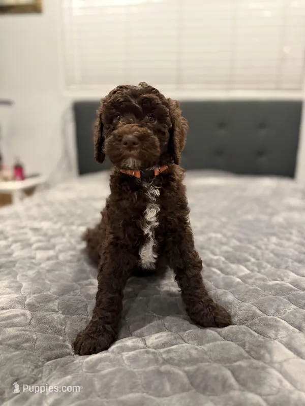 Bailey – Labradoodle puppy for sale in San Diego, CA