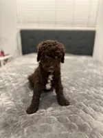 Bailey, a female Labradoodle for sale in San Diego, CA – Photo 3 of 4