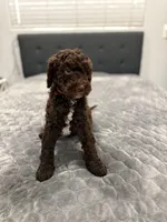 Bailey, a female Labradoodle for sale in San Diego, CA – Photo 4 of 4