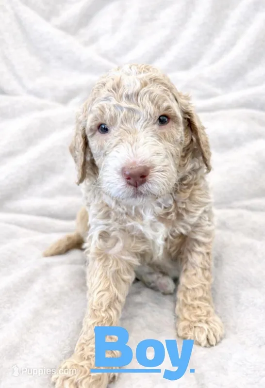 Boy labradoodle, a male Labradoodle for sale in San Diego, CA – Photo 1 of 1