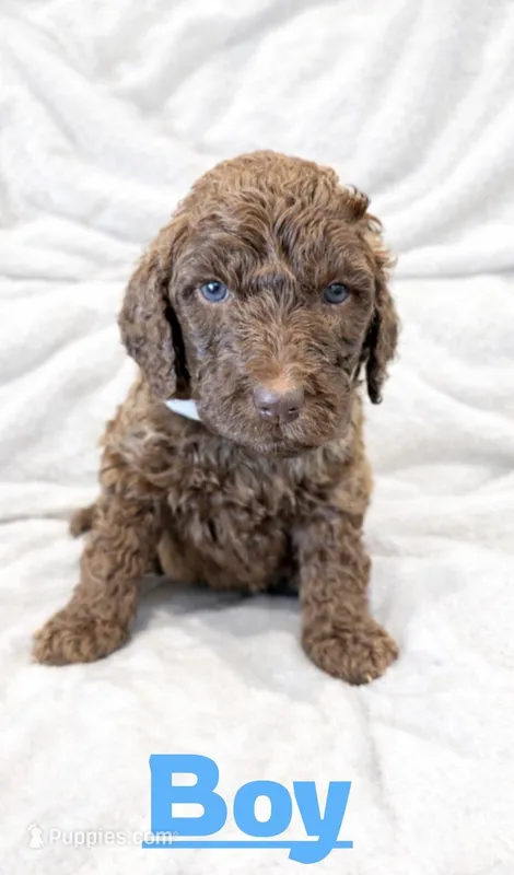 Boy labradoodle, a male Labradoodle for sale in San Diego, CA – Photo 1 of 1