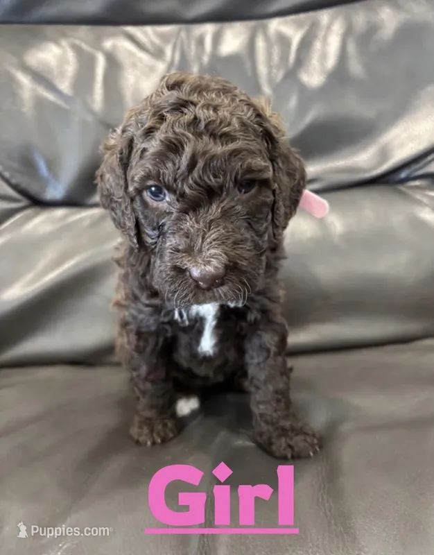Girl Labradoodle, a female Labradoodle for sale in San Diego, CA – Photo 1 of 1