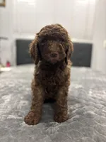 Chub, a male Labradoodle for sale in San Diego, CA – Photo 1 of 3