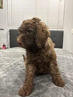 Chub, a male Labradoodle for sale in San Diego, CA – Photo 3 of 3