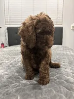 Chub, a male Labradoodle for sale in San Diego, CA – Photo 2 of 3