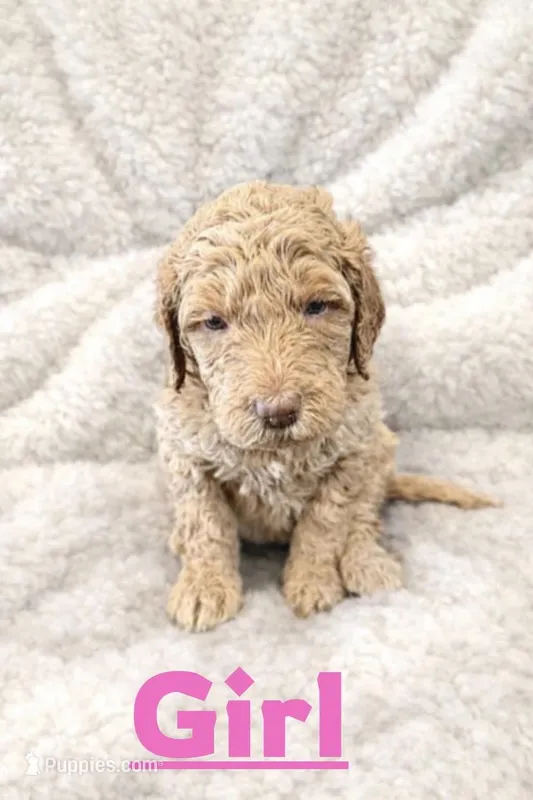 Girl labradoodle, a female Labradoodle for sale in San Diego, CA – Photo 1 of 1