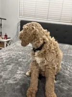 Bruno, a male Labradoodle for sale in San Diego, CA – Photo 2 of 3