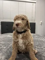 Bruno, a male Labradoodle for sale in San Diego, CA – Photo 1 of 3