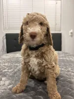 Bruno, a male Labradoodle for sale in San Diego, CA – Photo 3 of 3