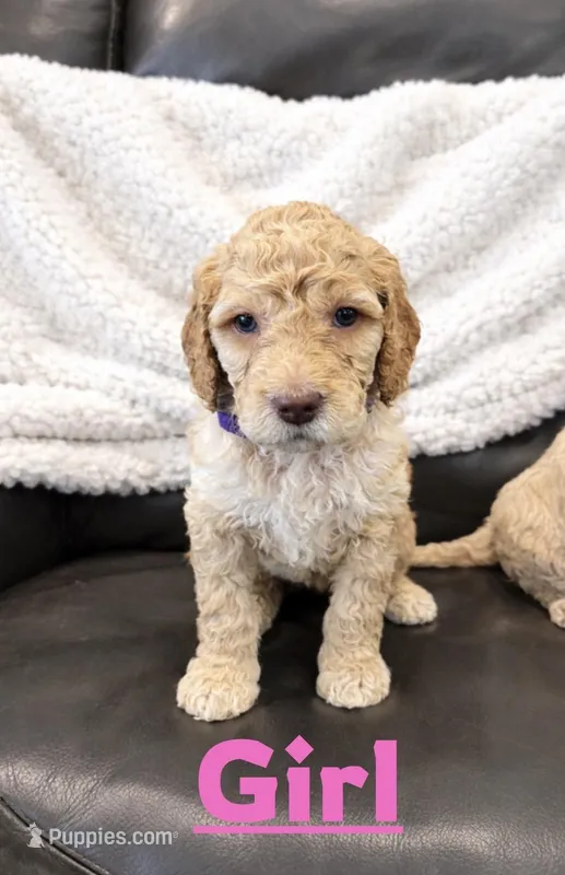 Girl labradoodle , a female Labradoodle for sale in San Diego, CA – Photo 1 of 1