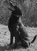 “K0N” (Black Malinois), a female Belgian Malinois for sale in Charlotte, NC – Photo 2 of 3