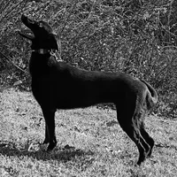 “K0N” (Black Malinois), a female Belgian Malinois for sale in Charlotte, NC – Photo 3 of 3