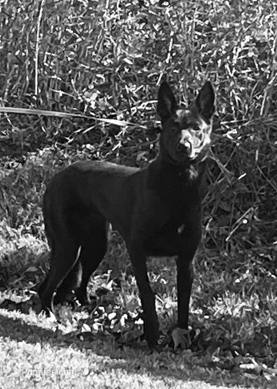 “K0N” (Black Malinois) – Belgian Malinois puppy for sale in Charlotte, NC