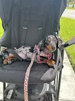 Penelope , a female Miniature Dachshund for sale in Wesley Chapel, FL – 3 of 4