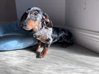 Penelope , a female Miniature Dachshund for sale in Wesley Chapel, FL – 2 of 4