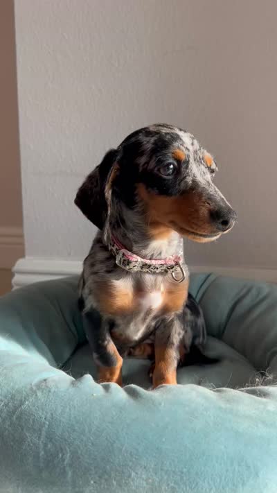 Penelope , a female Miniature Dachshund for sale in Wesley Chapel, FL – 4 of 4