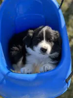 Daisy, a female Border Collie and Maremma Sheepdog for sale in Conneaut, OH – 2 of 6