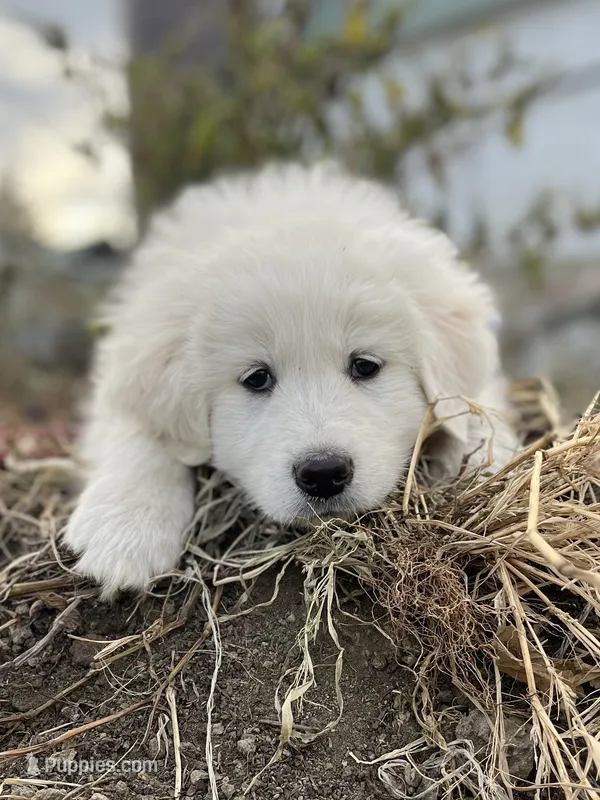 Max, a male English Shepherd and Maremma Sheepdog for sale in Conneaut, OH – 1 of 8