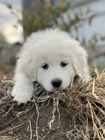 Max, a male English Shepherd and Maremma Sheepdog for sale in Conneaut, OH – 1 of 8