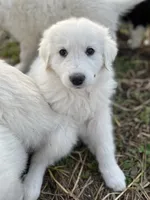 Max, a male English Shepherd and Maremma Sheepdog for sale in Conneaut, OH – 5 of 7