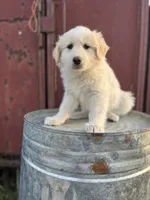 Sunnie, a female English Shepherd and Maremma Sheepdog for sale in Conneaut, OH – 5 of 8