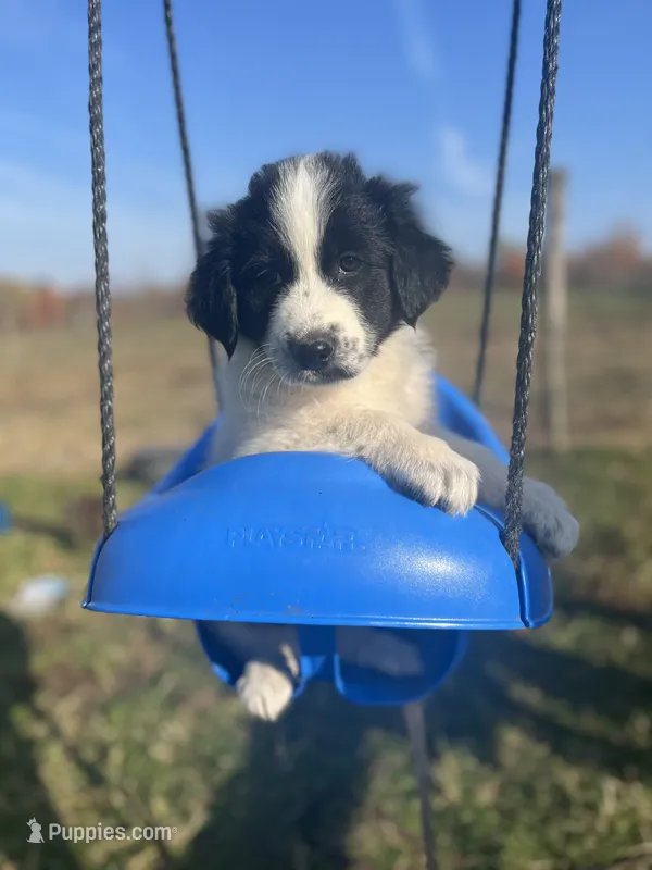 Markey – Border Collie, Maremma Sheepdog puppy for sale in Conneaut, OH