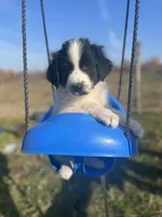 Markey, a male Border Collie and Maremma Sheepdog for sale in Conneaut, OH – 1 of 10
