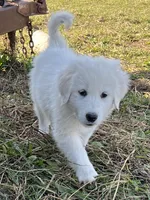Max, a male English Shepherd and Maremma Sheepdog for sale in Conneaut, OH – 2 of 7
