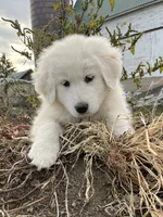Max, a male English Shepherd and Maremma Sheepdog for sale in Conneaut, OH – 4 of 8