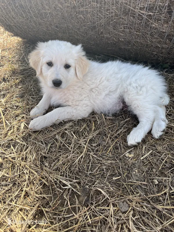 Curly – English Shepherd, Maremma Sheepdog puppy for sale in Conneaut, OH