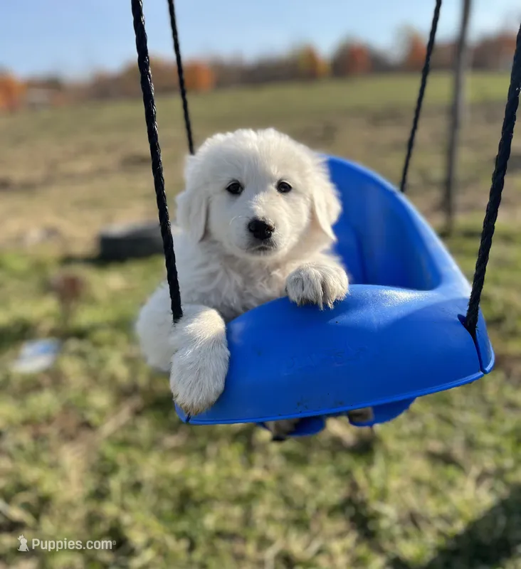 Max, a male English Shepherd and Maremma Sheepdog for sale in Conneaut, OH – 1 of 7
