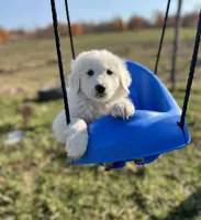 Max, a male English Shepherd and Maremma Sheepdog for sale in Conneaut, OH – 1 of 7