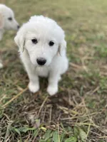 Max, a male English Shepherd and Maremma Sheepdog for sale in Conneaut, OH – 6 of 8