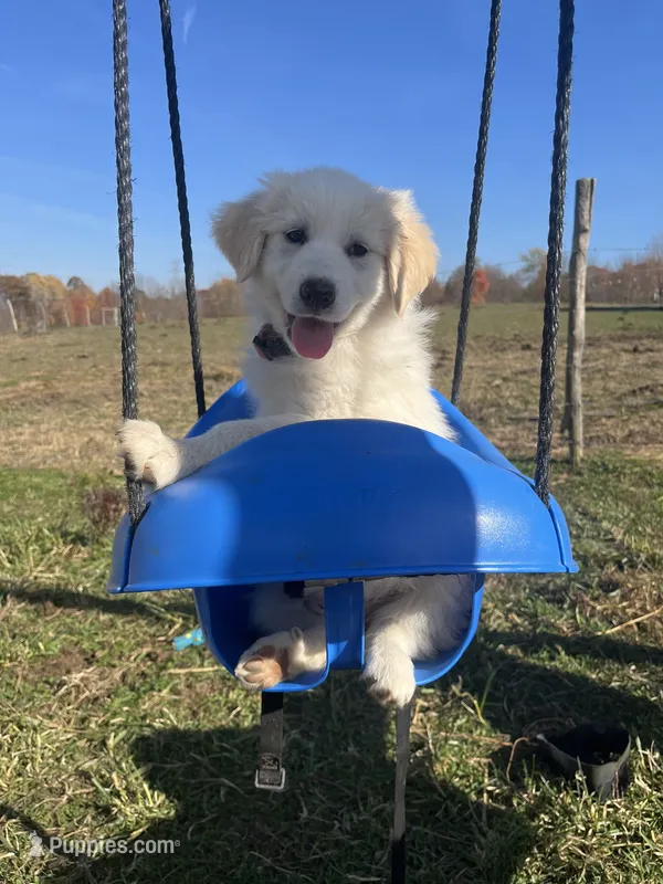 Eva Mea – English Shepherd, Maremma Sheepdog puppy for sale in Conneaut, OH