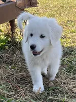 Max, a male English Shepherd and Maremma Sheepdog for sale in Conneaut, OH – 3 of 7