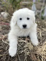 Max, a male English Shepherd and Maremma Sheepdog for sale in Conneaut, OH – 3 of 8