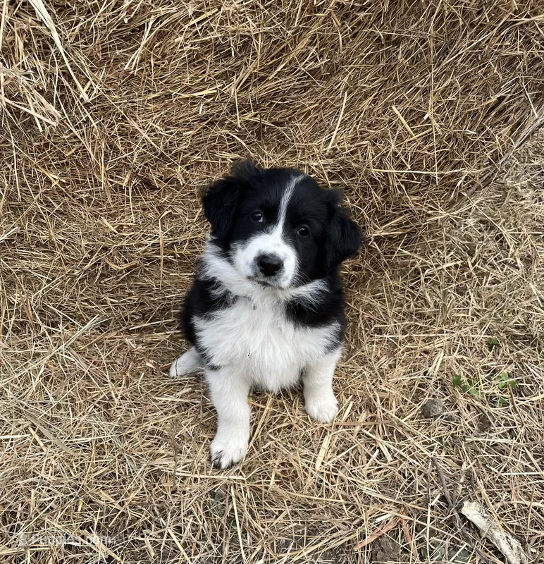 Daisy – Border Collie, Maremma Sheepdog puppy for sale in Conneaut, OH