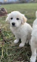 Duke, a male English Shepherd and Maremma Sheepdog for sale in Conneaut, OH – 3 of 5