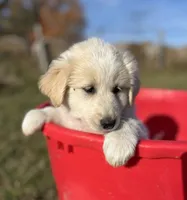Sunnie, a female English Shepherd and Maremma Sheepdog for sale in Conneaut, OH – 4 of 8
