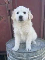 Jack, a male English Shepherd and Maremma Sheepdog for sale in Conneaut, OH – 2 of 7
