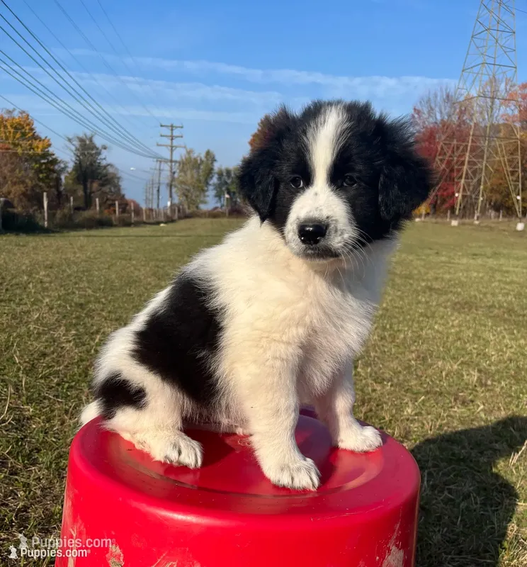 Markey – Border Collie, Maremma Sheepdog puppy for sale in Conneaut, OH