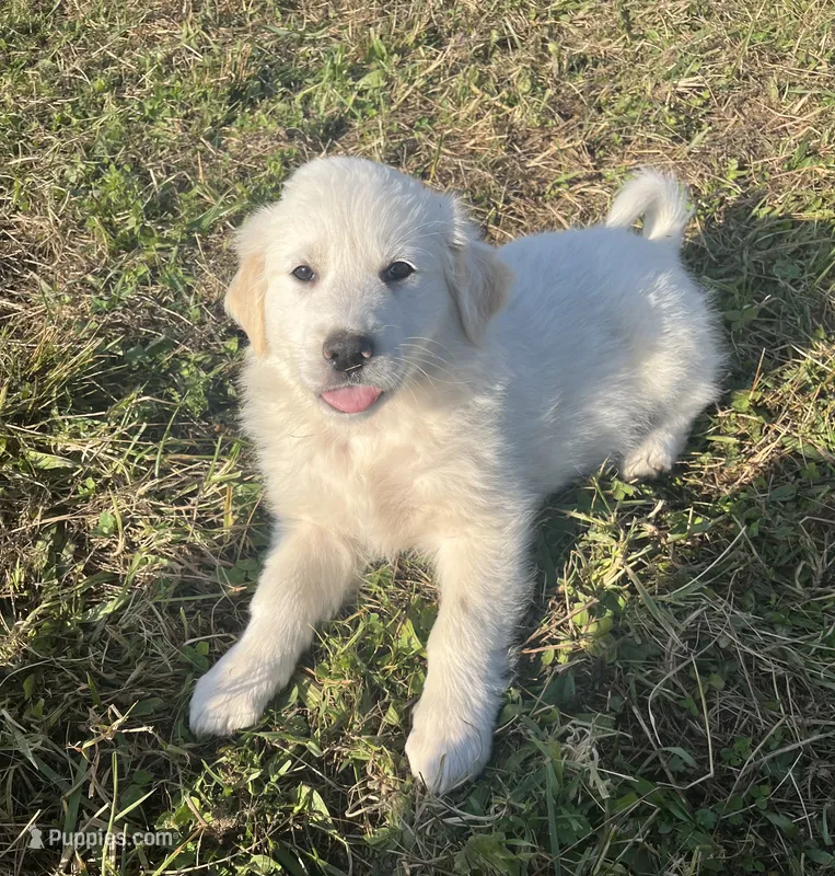 Jack – English Shepherd, Maremma Sheepdog puppy for sale in Conneaut, OH