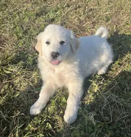 Jack, a male English Shepherd and Maremma Sheepdog for sale in Conneaut, OH – 1 of 9