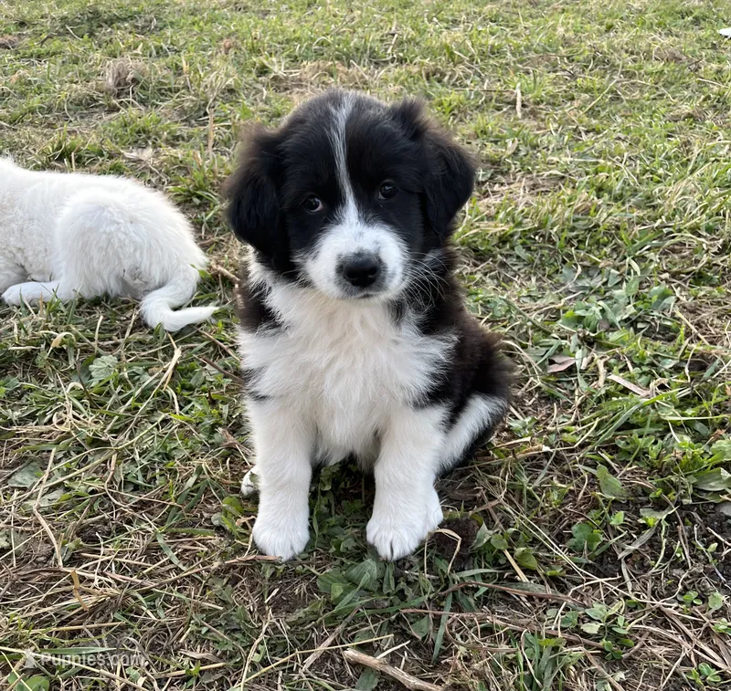 Daisy – Border Collie, Maremma Sheepdog puppy for sale in Conneaut, OH
